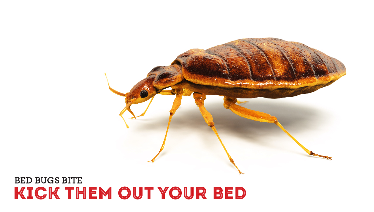 Bed bugs pest control Louisiana