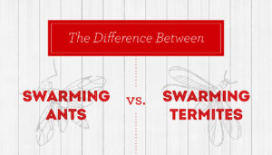 Ants vs. Termites