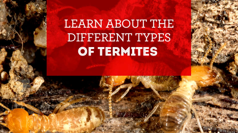 Learn About The Different Types of Termites | The Bug Man