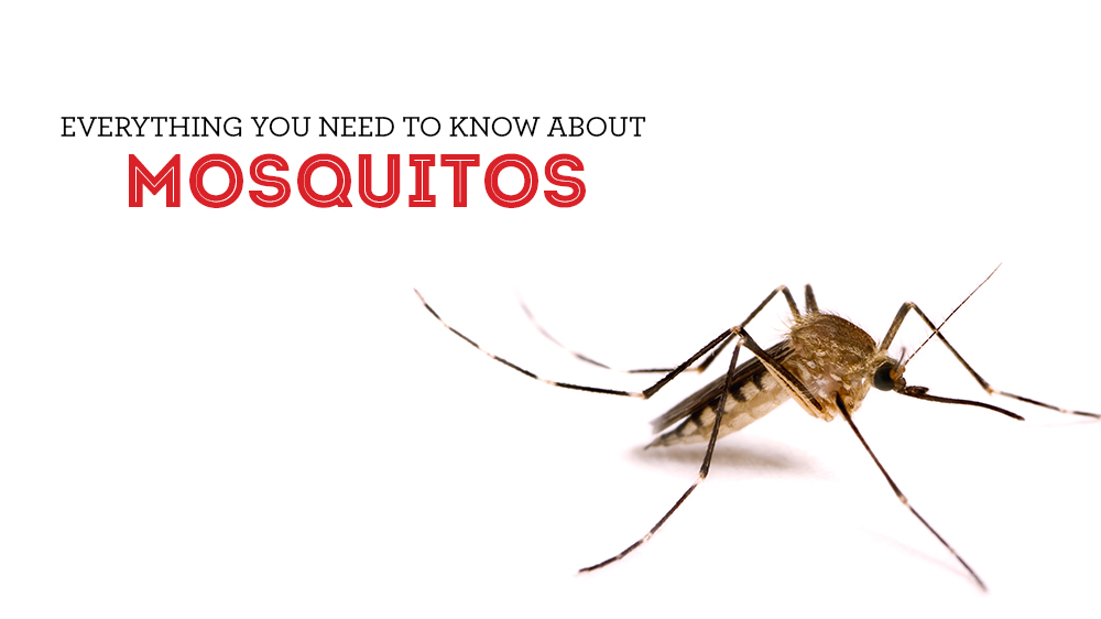 Everything to Know About Mosquitoes & How to Get Rid of Them