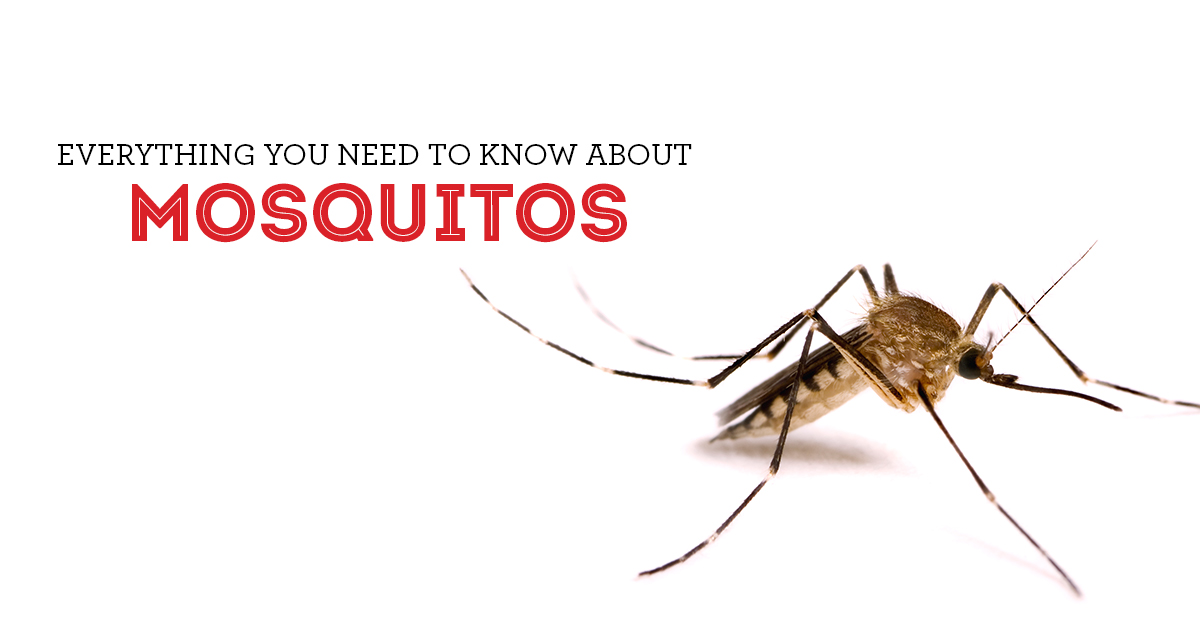 Everything to Know About Mosquitoes & How to Get Rid of Them
