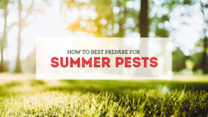 Summer Pests