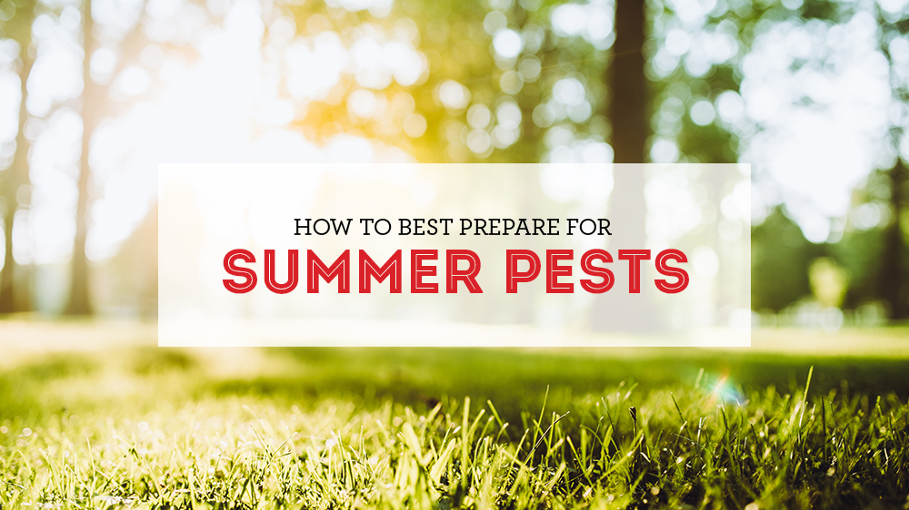 How to Prepare For Summer Pests