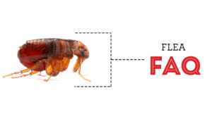Frequently Asked Questions About Fleas