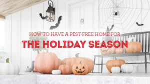 Pest Free Home For The Holidays