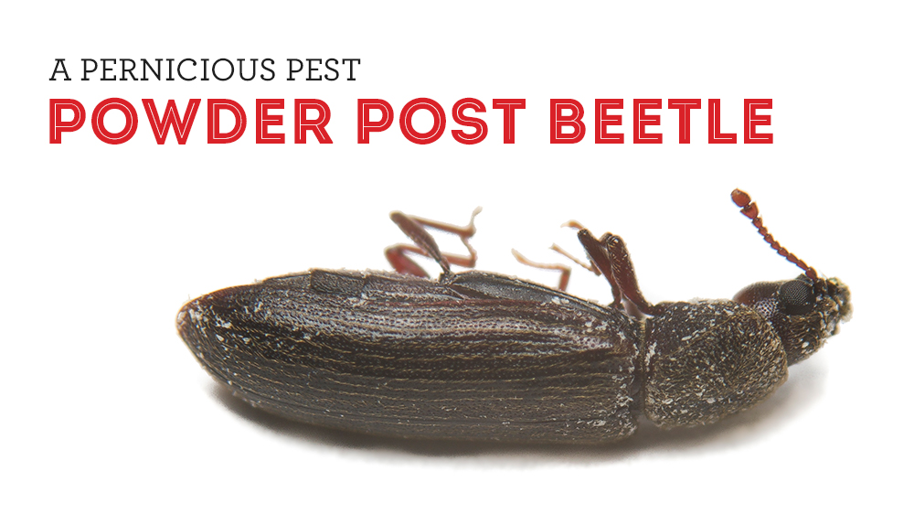 Powder Post Beetles
