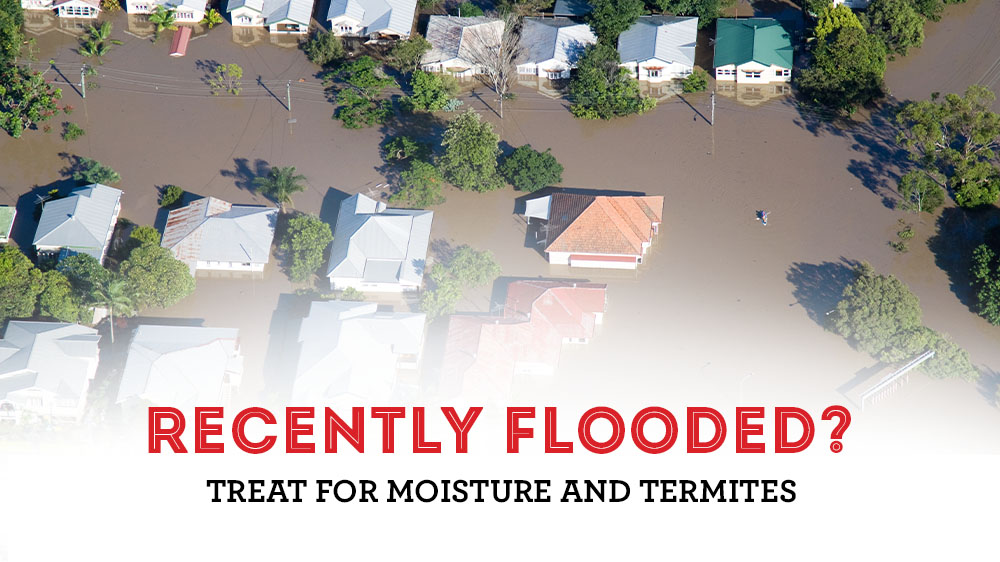 Recently Flooded? Treat for Moisture and Termites