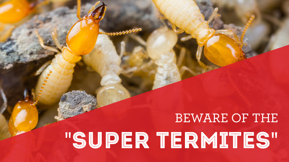 image of super termites
