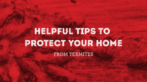 It’s that time of year again. Yep, you guessed it—time for The Bug Man to come out and inspect for termites.