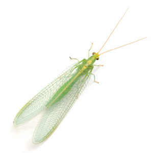 Green-Lacewings