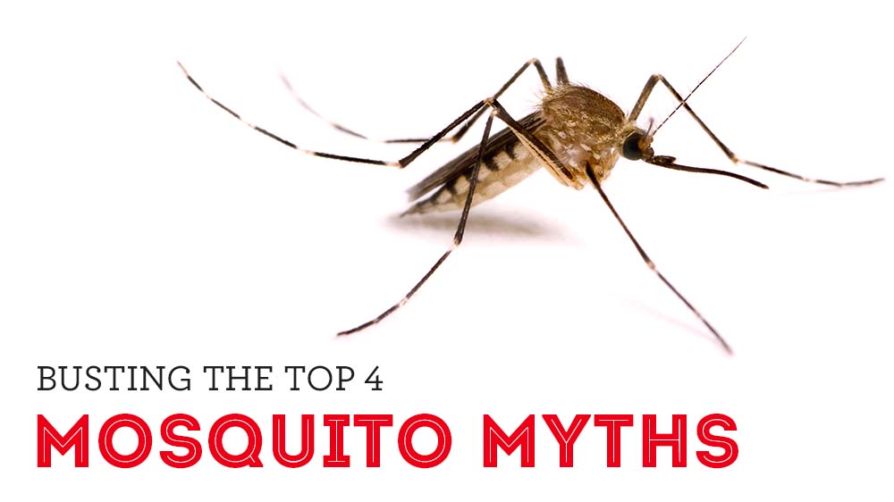 Busting the Top 4 Mosquito Myths | The Bug Man