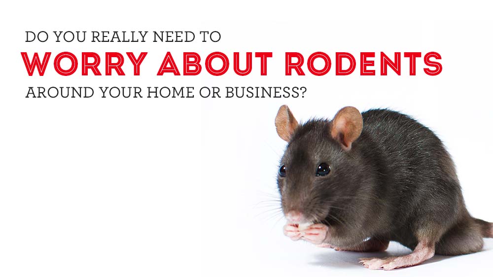Do you really need to worry about rodents around your home or business?