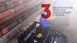 3 SHORTCUTS FOR EFFECTIVE PEST & RODENT CONTROL | The Bug Man