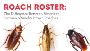 Roach Roster: The Difference Between American, German & Smoky Brown Roaches
