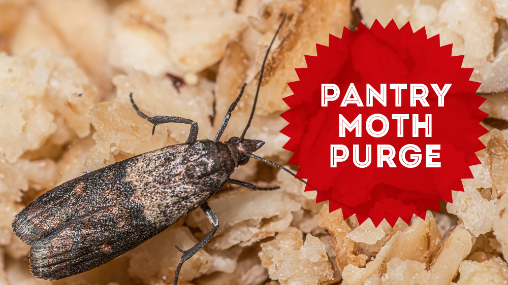 Pantry Month Purge  The Bug Man Pest Control Services