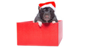 Tips for Getting Rid of Mice in Your House This Holiday Season