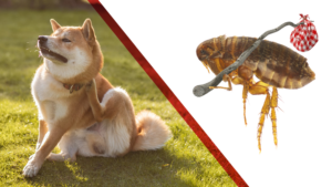 Split-image of a dog and a large flea holding a hitchhiker's bindle over its shoulder.