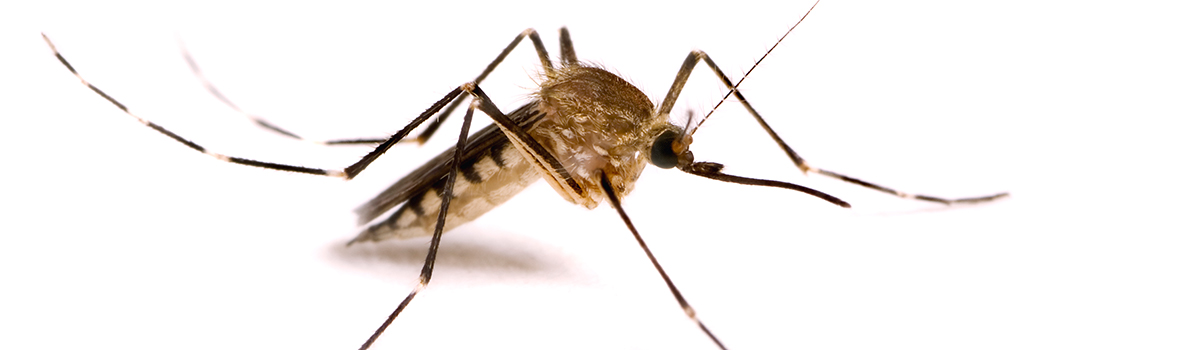 louisiana mosquito