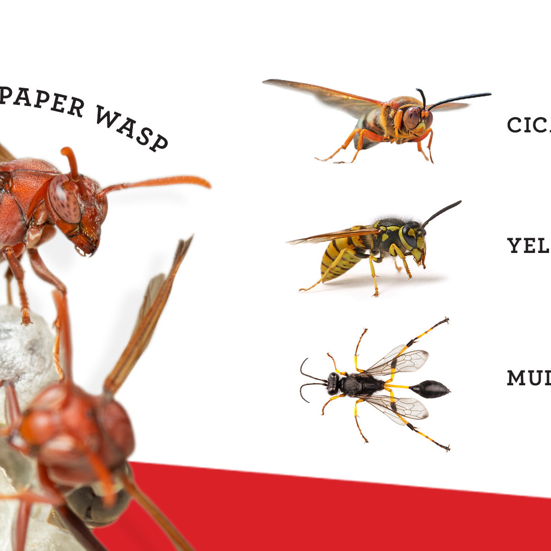 Wasp Identification: Buzz Off! Know Your Local Wasps in Louisiana