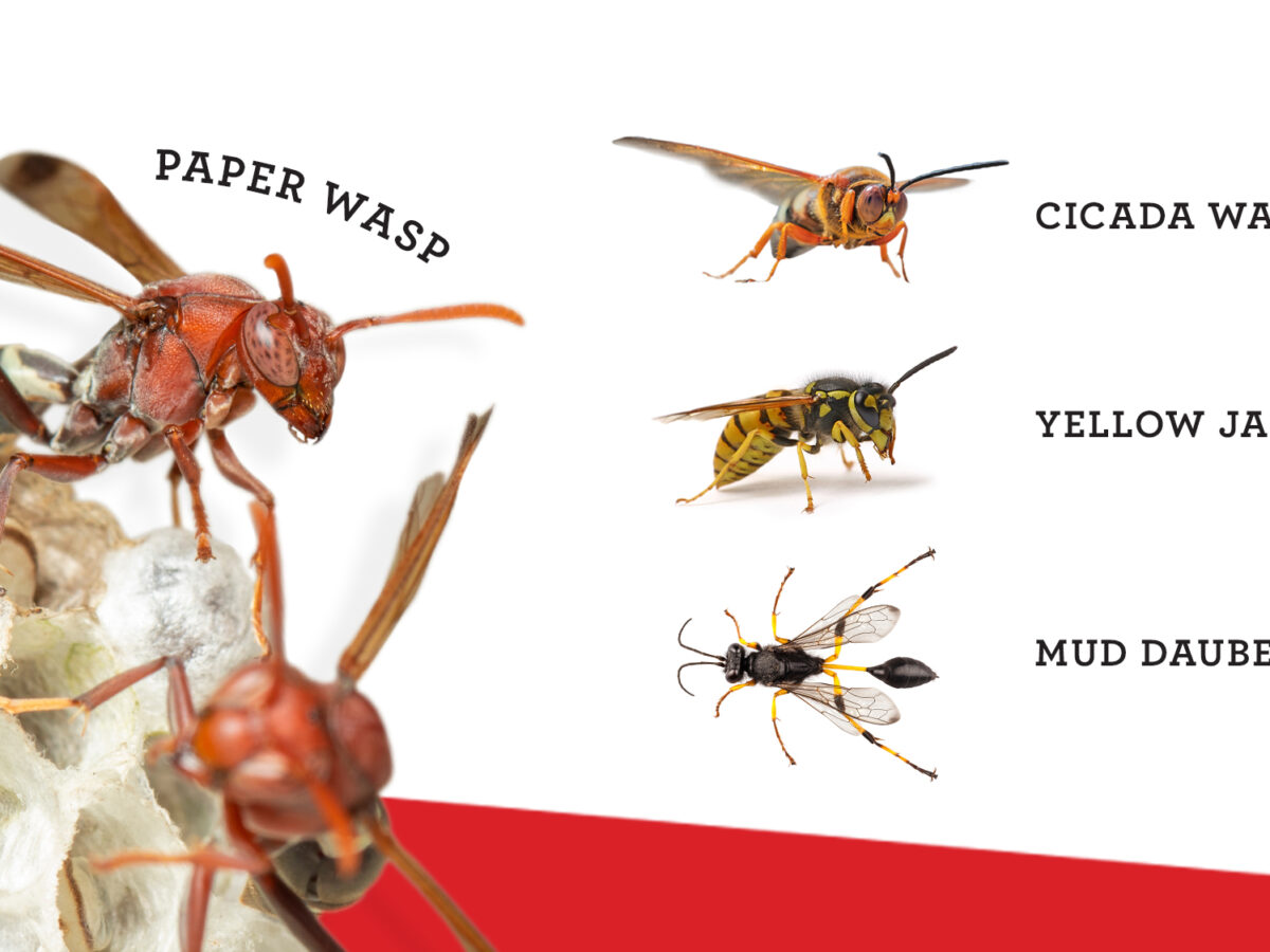 Wasp Identification: Buzz Off! Know Your Local Wasps in Louisiana