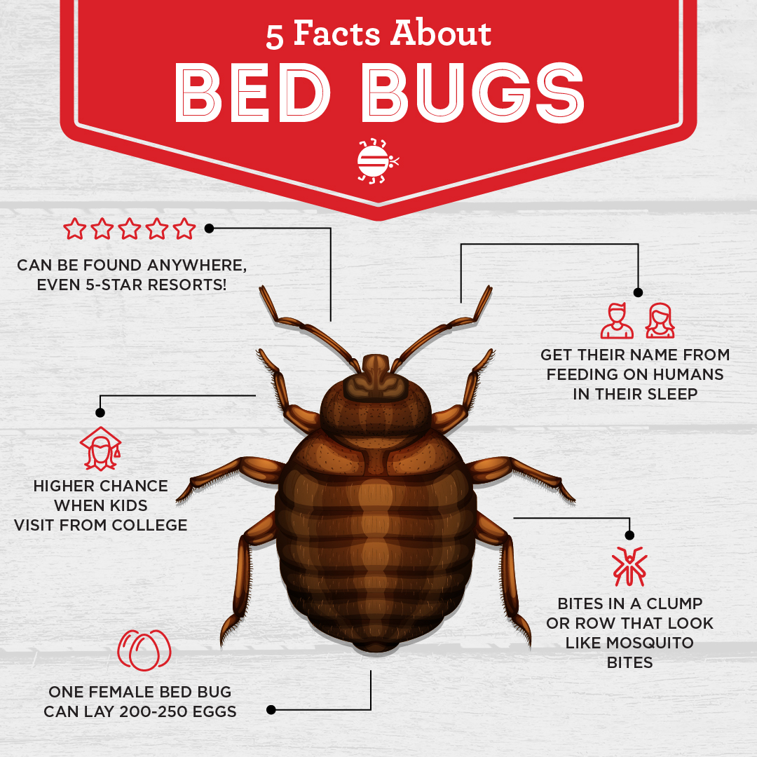 bed bug control Louisiana professional exterminator service