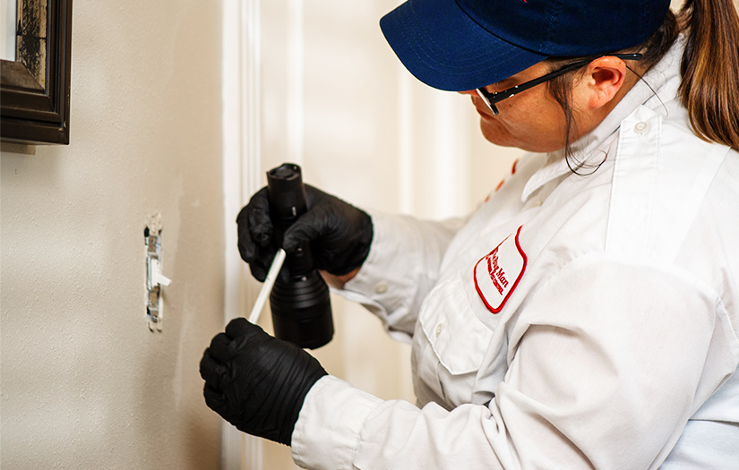 Pest Control for Property Owners