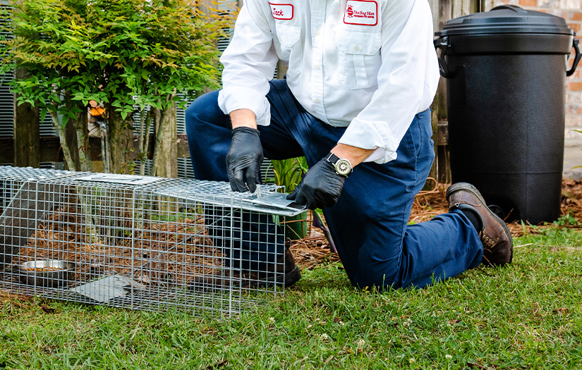 Pest Control for Property Owners